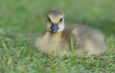 Vahşi doğada homurdanmak