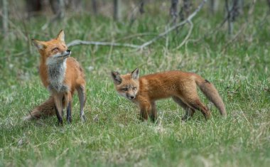 Kanada vahşi doğasında kızıl tilki yavruları
