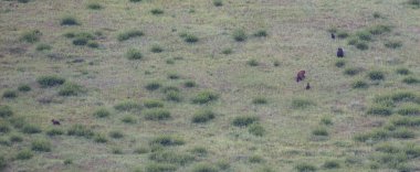 Kara ayı vahşi doğada