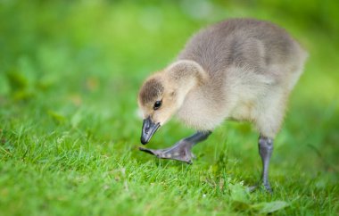 Kanada kazı doğada