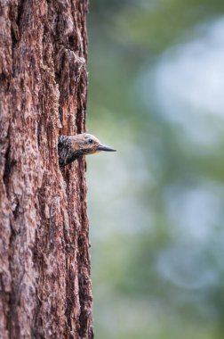 Sarı karınlı enayi.