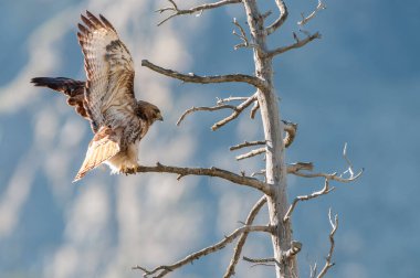 Vahşi doğadaki şahin 