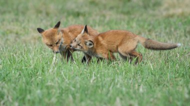 Vahşi doğada çimlerin üzerinde sevimli kızıl tilkiler
