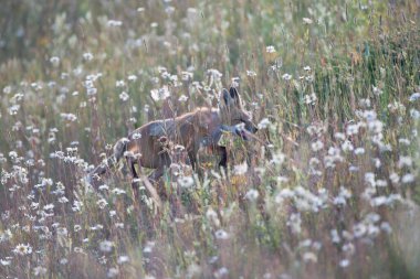 Parktaki çimlerde sevimli kırmızı tilkiler