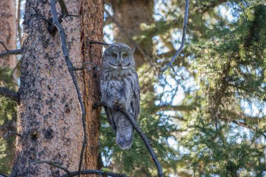 Büyük gri baykuş vahşi doğada, alberta, Kanada