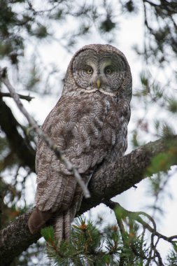 Büyük gri baykuş vahşi doğada, alberta, Kanada