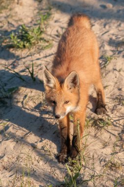 Parktaki çimlerde sevimli kırmızı tilkiler