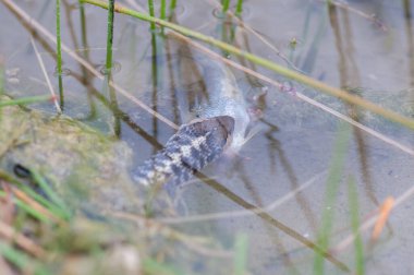 Yılan vahşi doğada