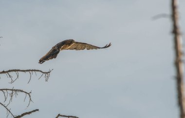 Vahşi doğadaki şahin 