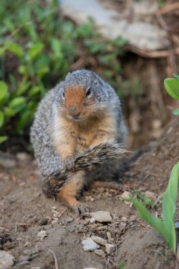 Yellowstone Ulusal Parkı 'nda bir sincap var. 