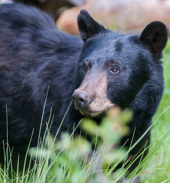 Ours Noir Dans Nature Sauvage — Photo