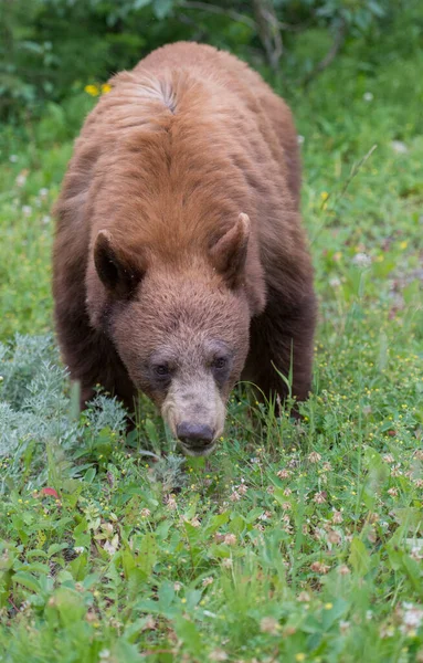 Cannelle Ours Noir Dans Nature — Photo