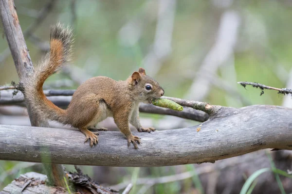 Esquilo Vermelho Natureza — Fotografia de Stock