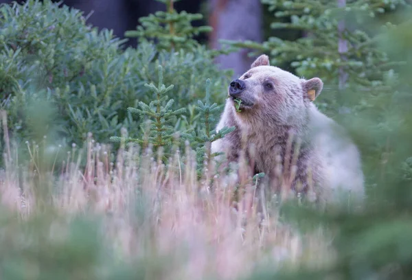 Orso Grizzly Natura — Foto Stock