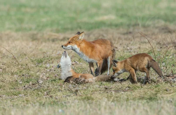 公園で草の上のかわいい赤いキツネ — ストック写真