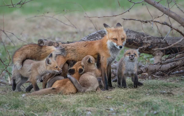 Volpe Rossa Natura — Foto Stock