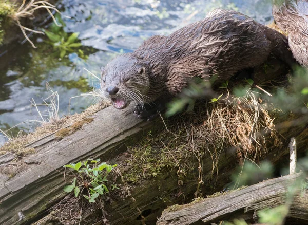 Lontra Rio Close Natureza Selvagem — Fotografia de Stock