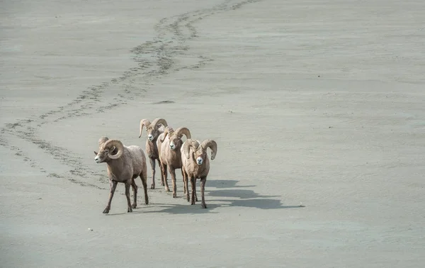Овцы Бигхорн Пустыне — стоковое фото