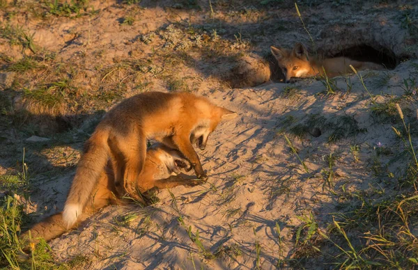 Niedliche Rotfüchse Auf Gras Park — Stockfoto