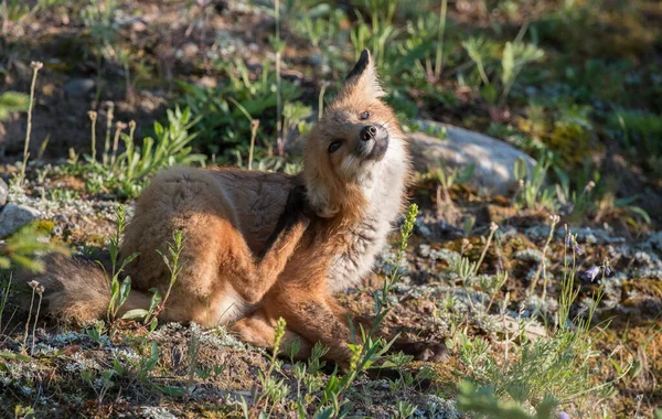 野生の自然の中で草の上にかわいい赤いキツネ — ストック写真