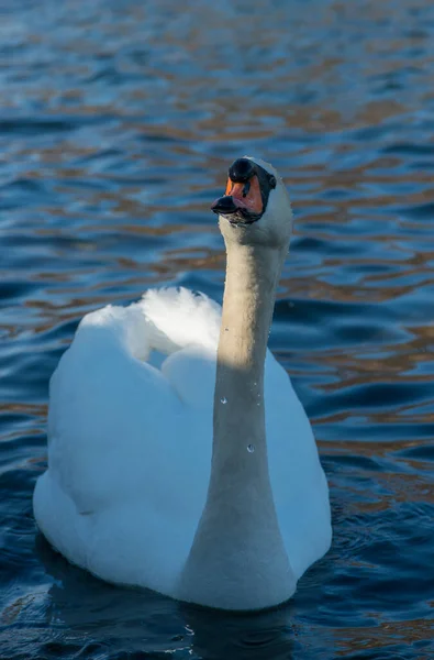 Svan Det Vilda — Stockfoto