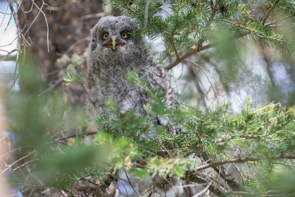 Grande Gufo Grigio Nella Natura Selvaggia Alberta Canada — Foto Stock