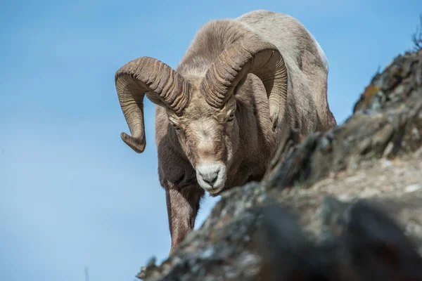 Bighorn Béliers Dans Nature — Photo