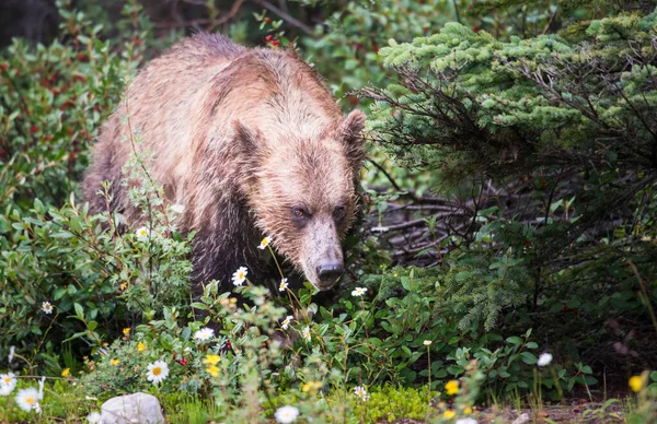 Γκρίζλι Αρκούδα Στα Καναδικά Βραχώδη Όρη — Φωτογραφία Αρχείου