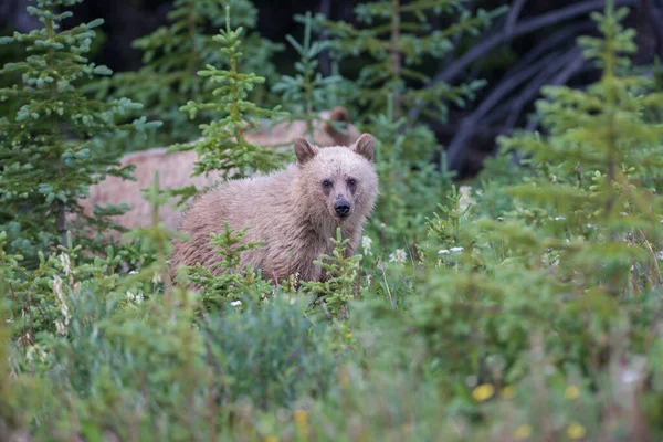 Orso Grizzly Natura — Foto Stock