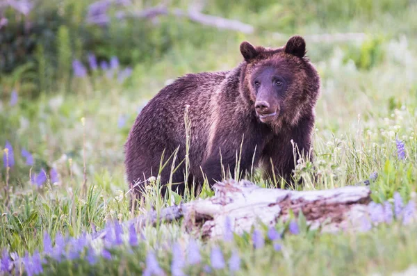 Urso Grizly Natureza — Fotografia de Stock