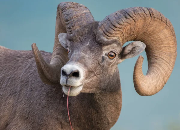 Bighorn Beran Divočině — Stock fotografie