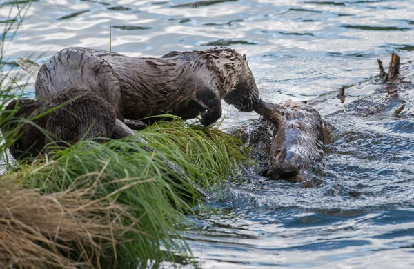 Loutres Sauvages Gros Plan Dans Nature — Photo