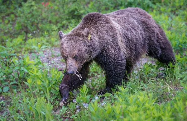 Grizzly Bear Canadian Wilderness — Stock Photo, Image