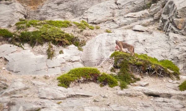 Puma Natura — Foto Stock