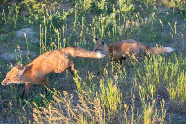 Rotfuchs Freier Wildbahn — Stockfoto