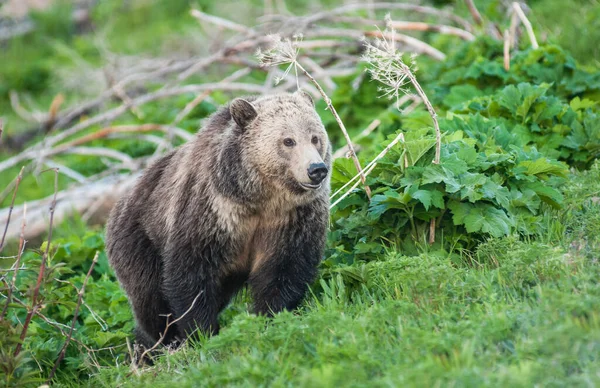 Ведмідь Дикій Природі — стокове фото
