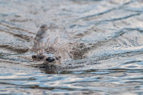 Fischotter Freier Wildbahn — Stockfoto