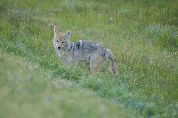 Coyote Het Wild — Stockfoto