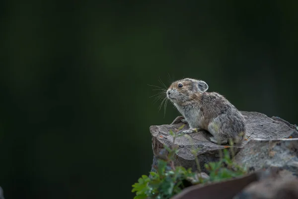 Endangered Pika Kananaskis Alberta Canada — Stock Photo, Image