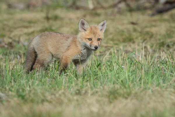 Renard Roux Canada — Photo