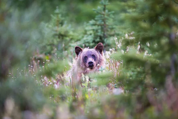 Grizly Medve Vadonban — Stock Fotó