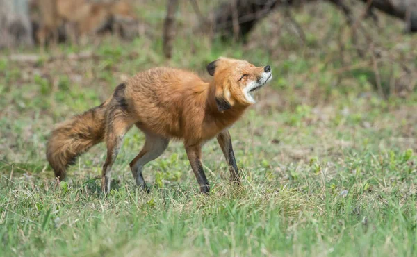 公園で草の上のかわいい赤いキツネ — ストック写真