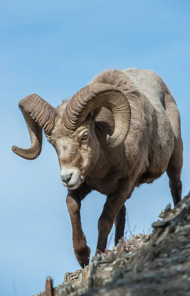 Bighorn Rammen Het Wild — Stockfoto