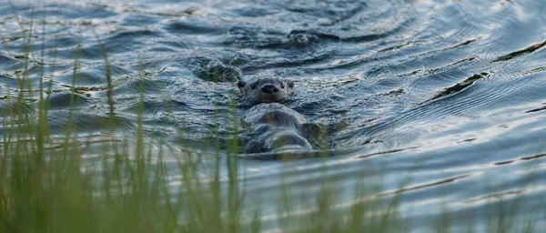 Wild Otters Wild Nature — Stock Photo, Image