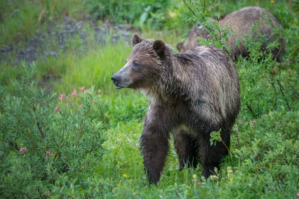 Grizzly Bear Canadian Wilderness — Stock Photo, Image