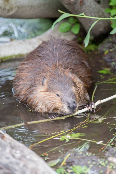 Biber Freier Wildbahn — Stockfoto