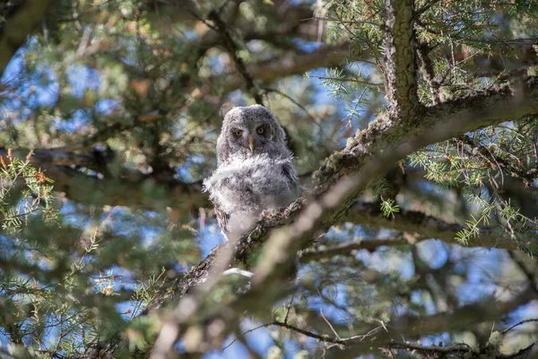 Great Grey Owl Wild Nature Alberta Canada — Stock Photo, Image