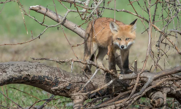 Schattige Rode Vossen Gras Park — Stockfoto