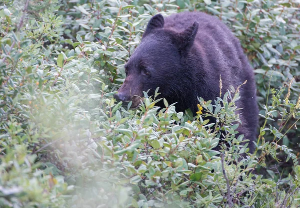 Urso Negro Natureza — Fotografia de Stock