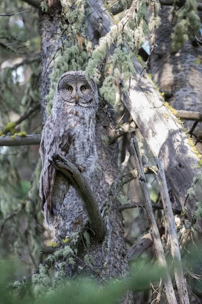 Gran Búho Gris Naturaleza Salvaje Alberta Canada — Foto de Stock